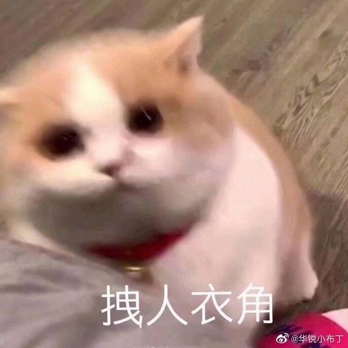 小肥熊