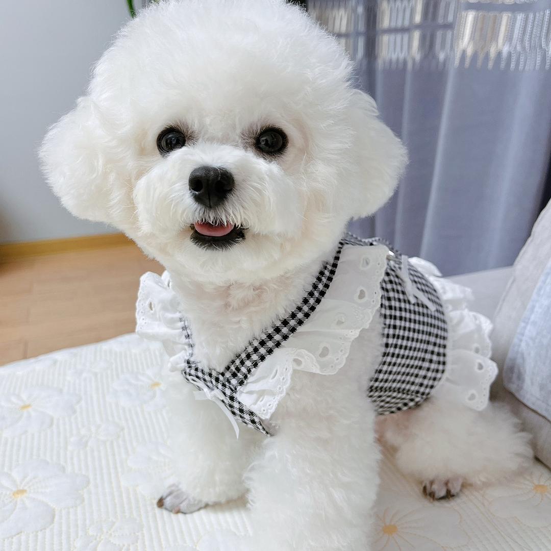 乐宝是只汪