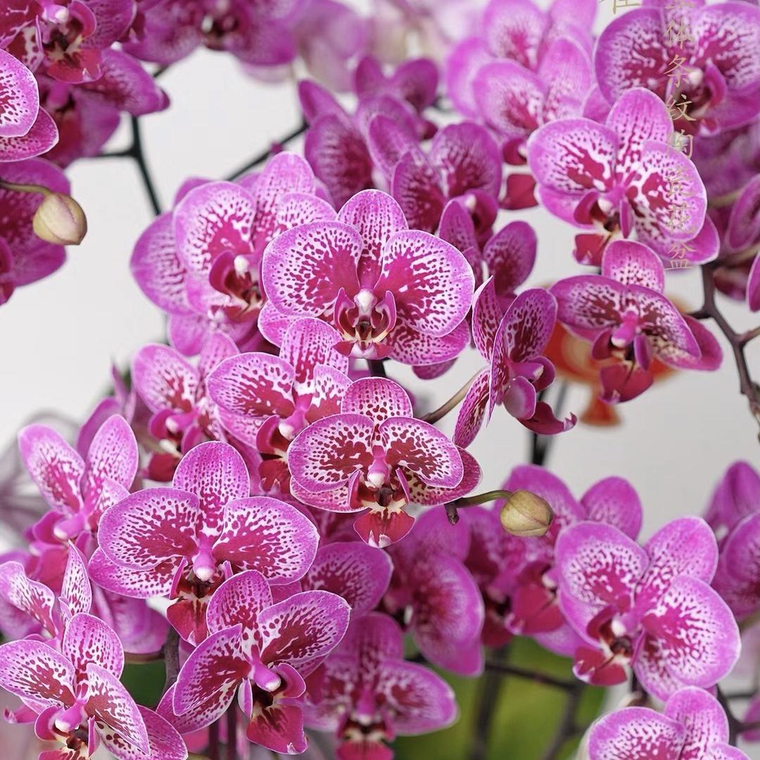 繁花似锦园艺花卉