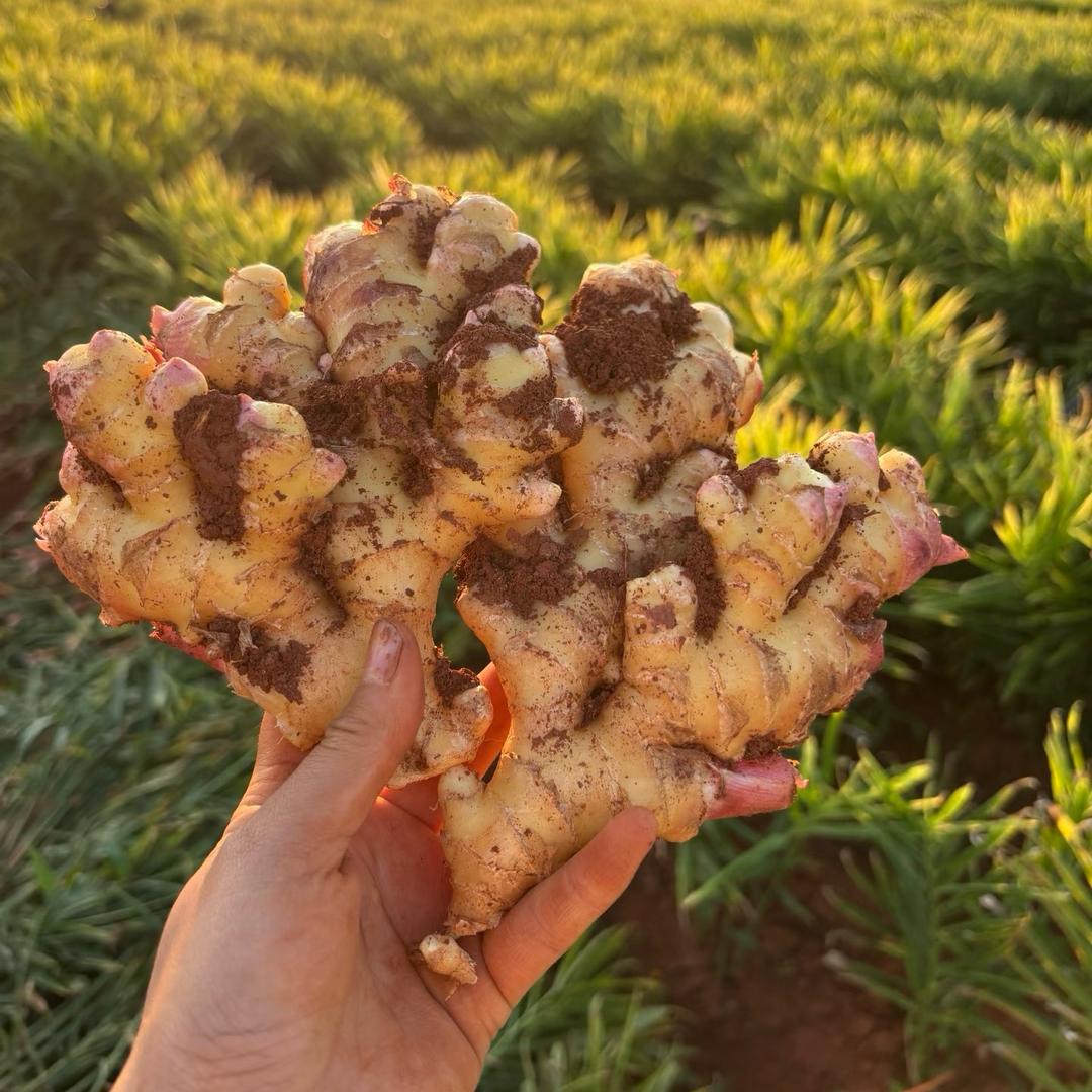 周周家的农产品