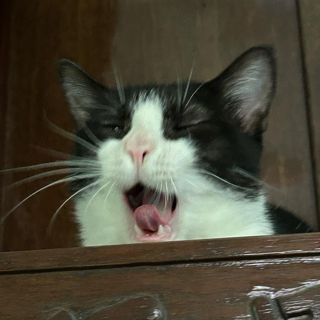 打工赚钱养小猫