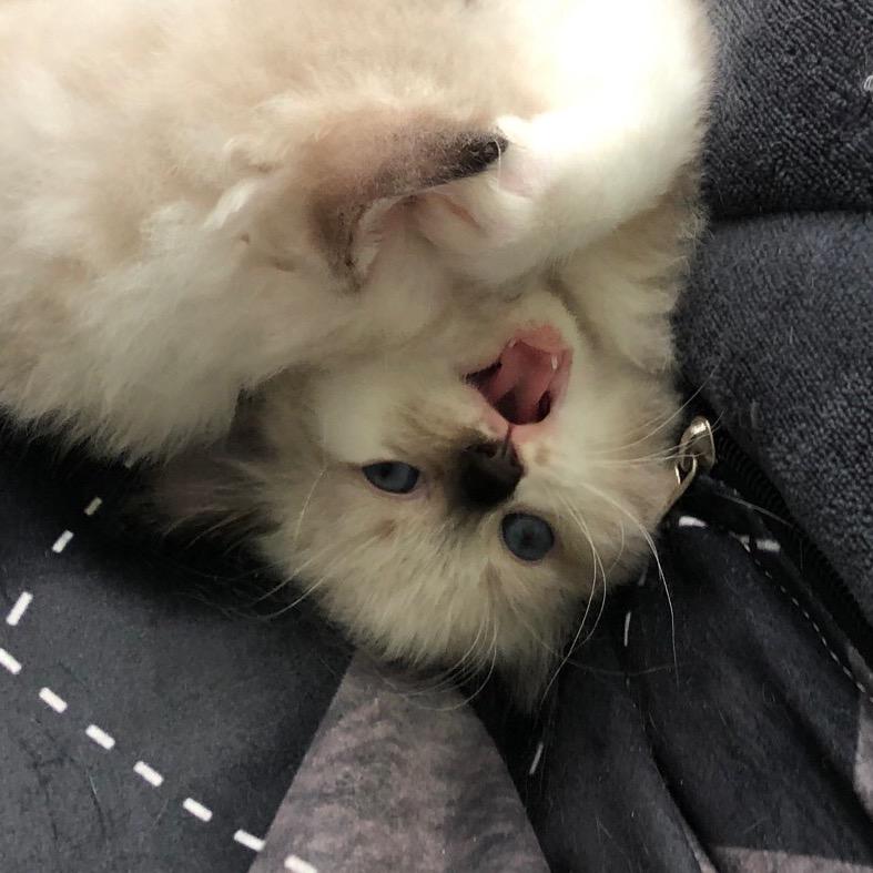 EE-LEAH创作进行时