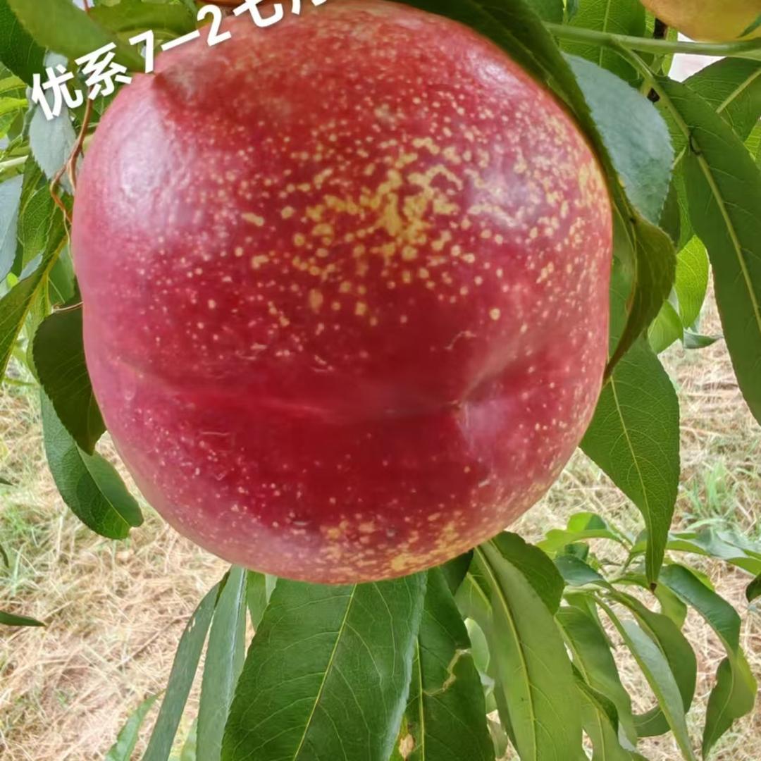 临晋文东桃子苗木（华敏合作社，鹏图农业）