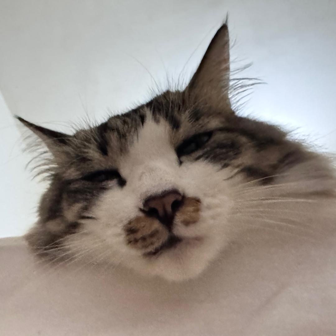 猪蛋蛋蛋蛋蛋蛋