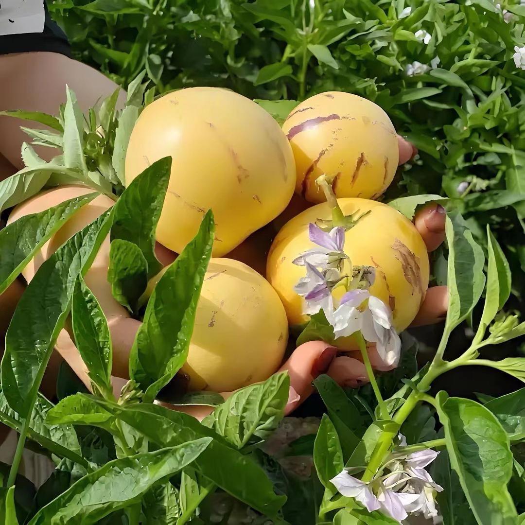 应季优果汇