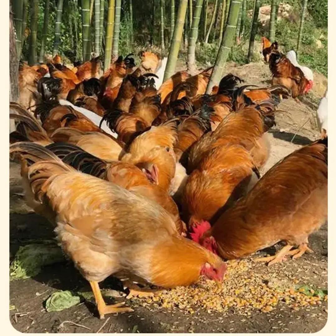 yuehaoshipin40
