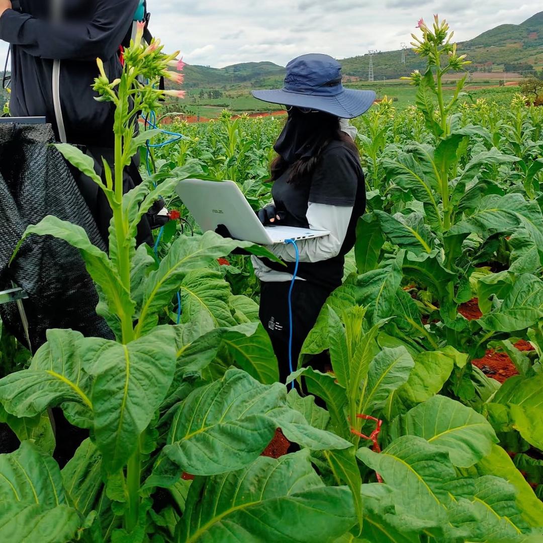 烟叶旺种植指导