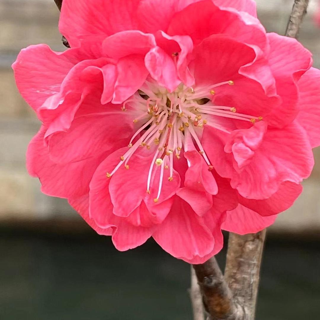 小花🌺🌼