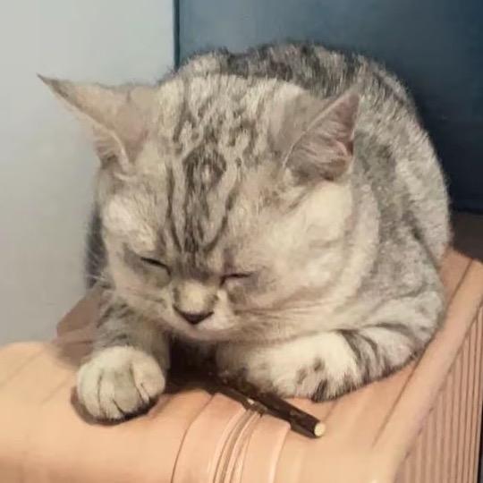 我是猫猫大王