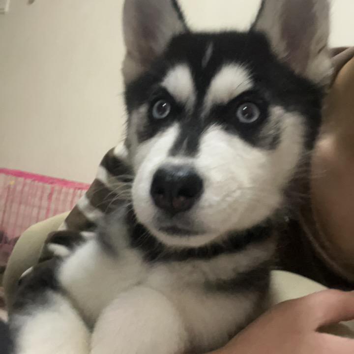 百万大王