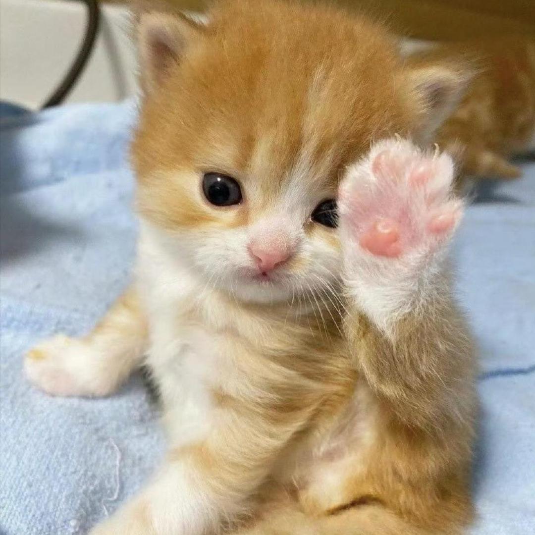Kitty喵⌯˃ ᵕ ˂⌯ಣ