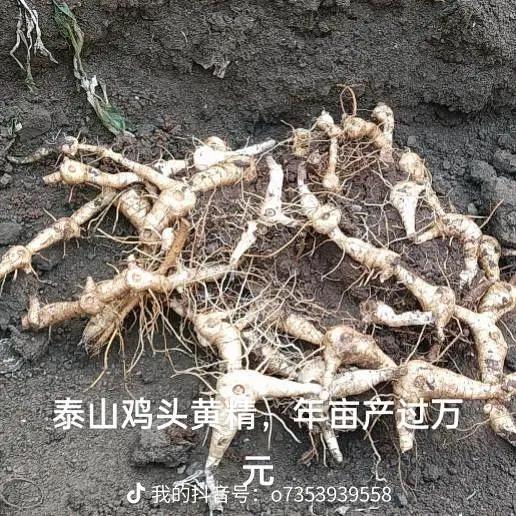 二哥黄精（2）