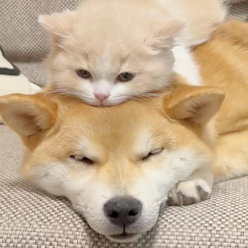 豹豹