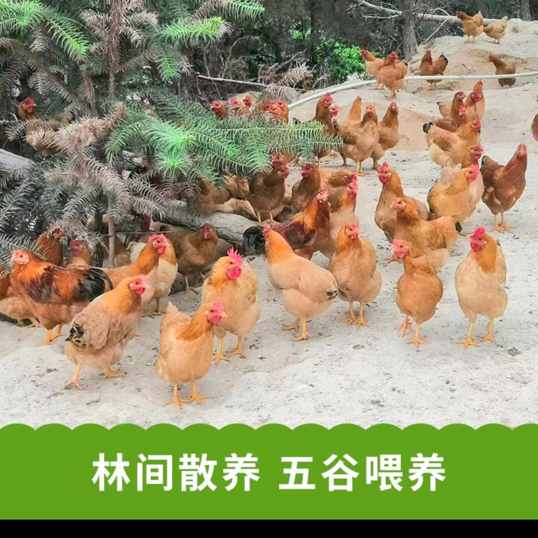 过山香源头生鲜