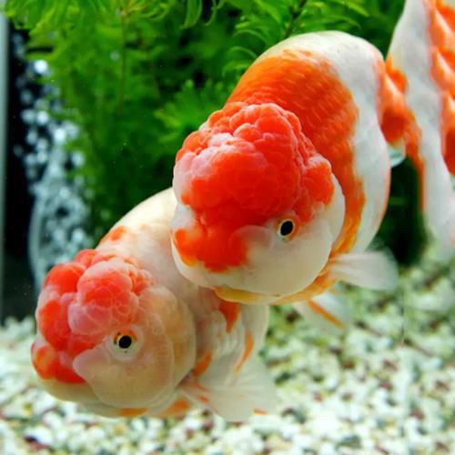 徐州鱼悦观赏鱼