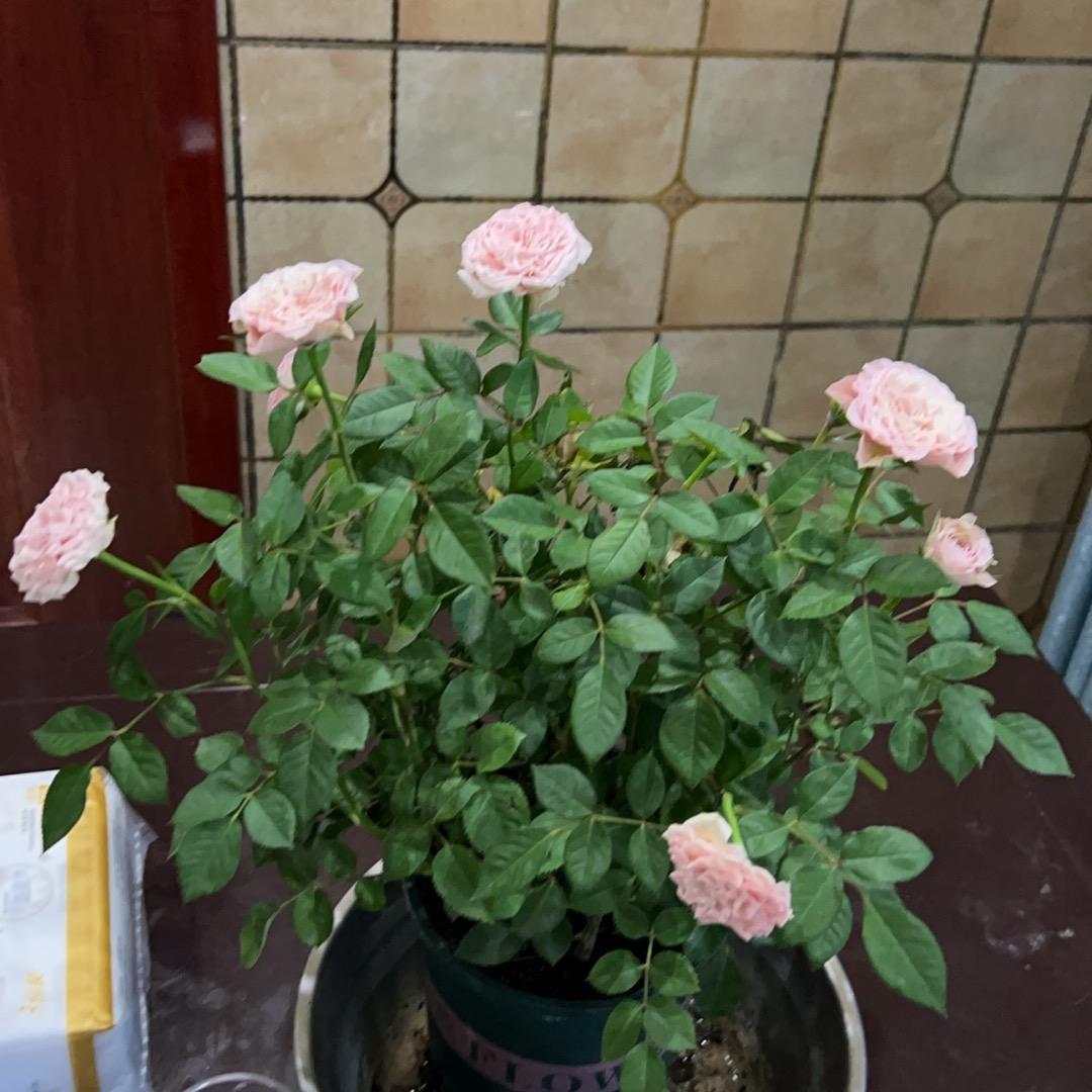 🗝️余生好好爱自己≈🌸