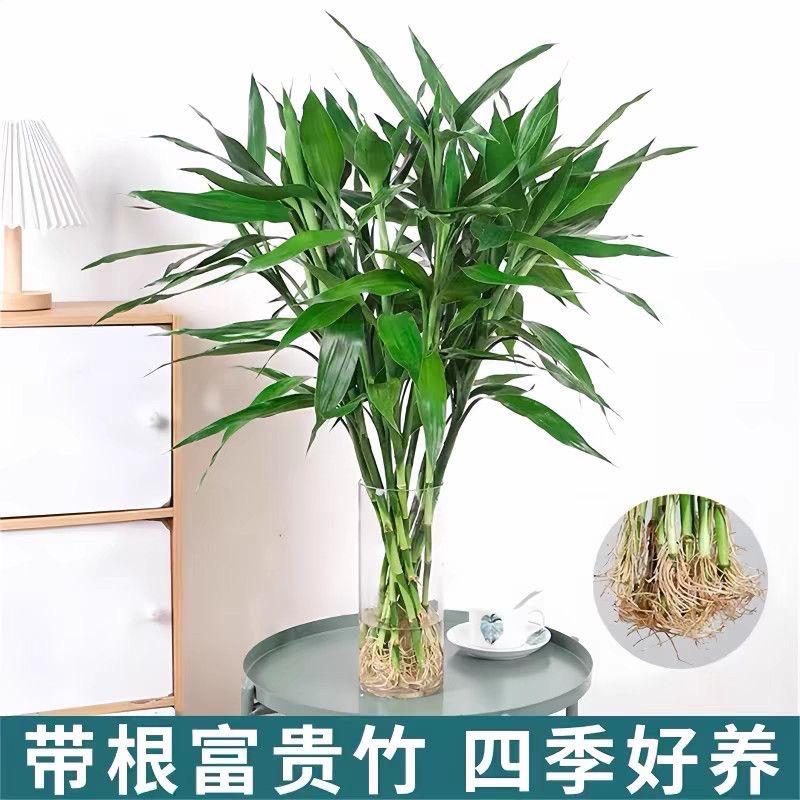 竹恋花卉精选铺