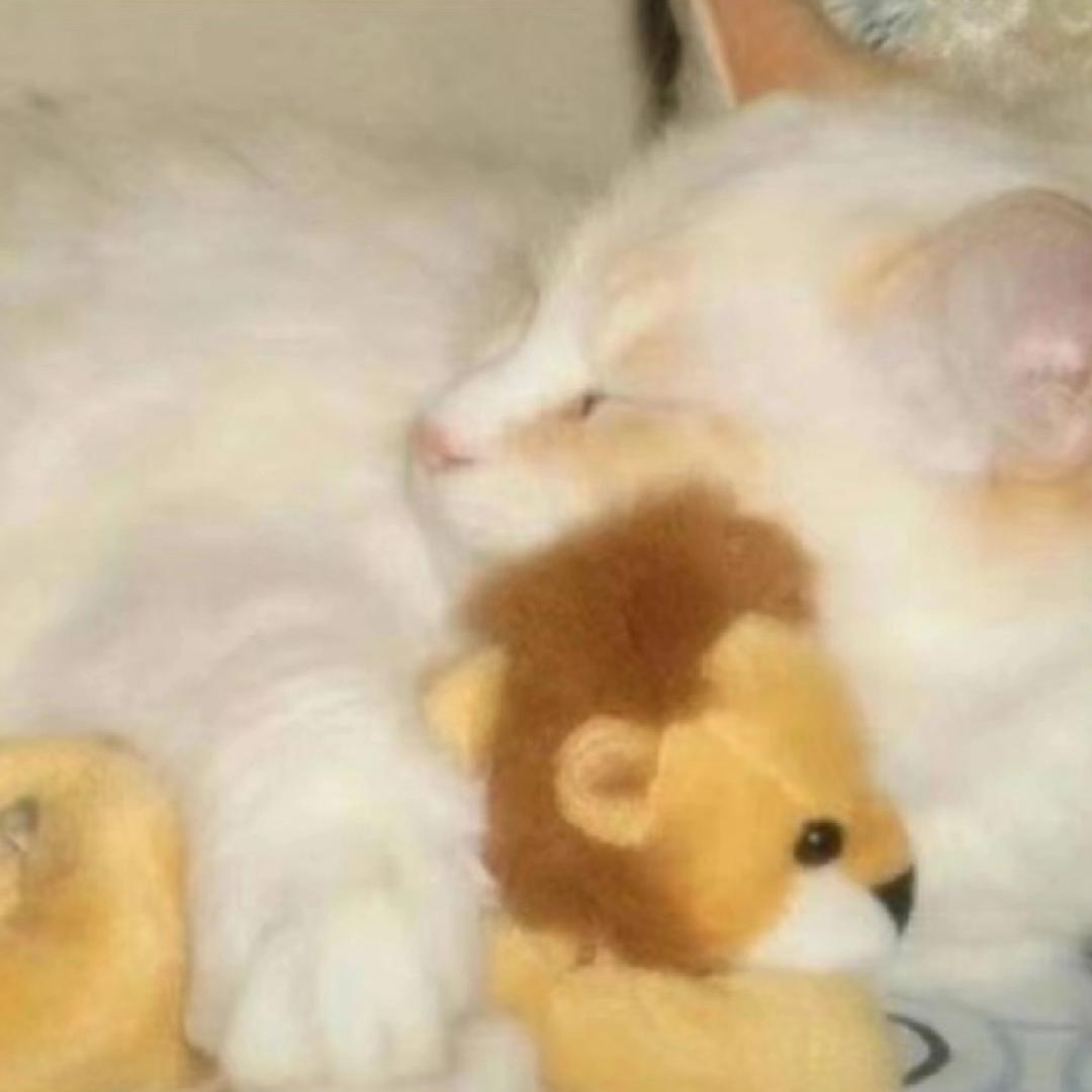 Yuki（🦁🐱💕