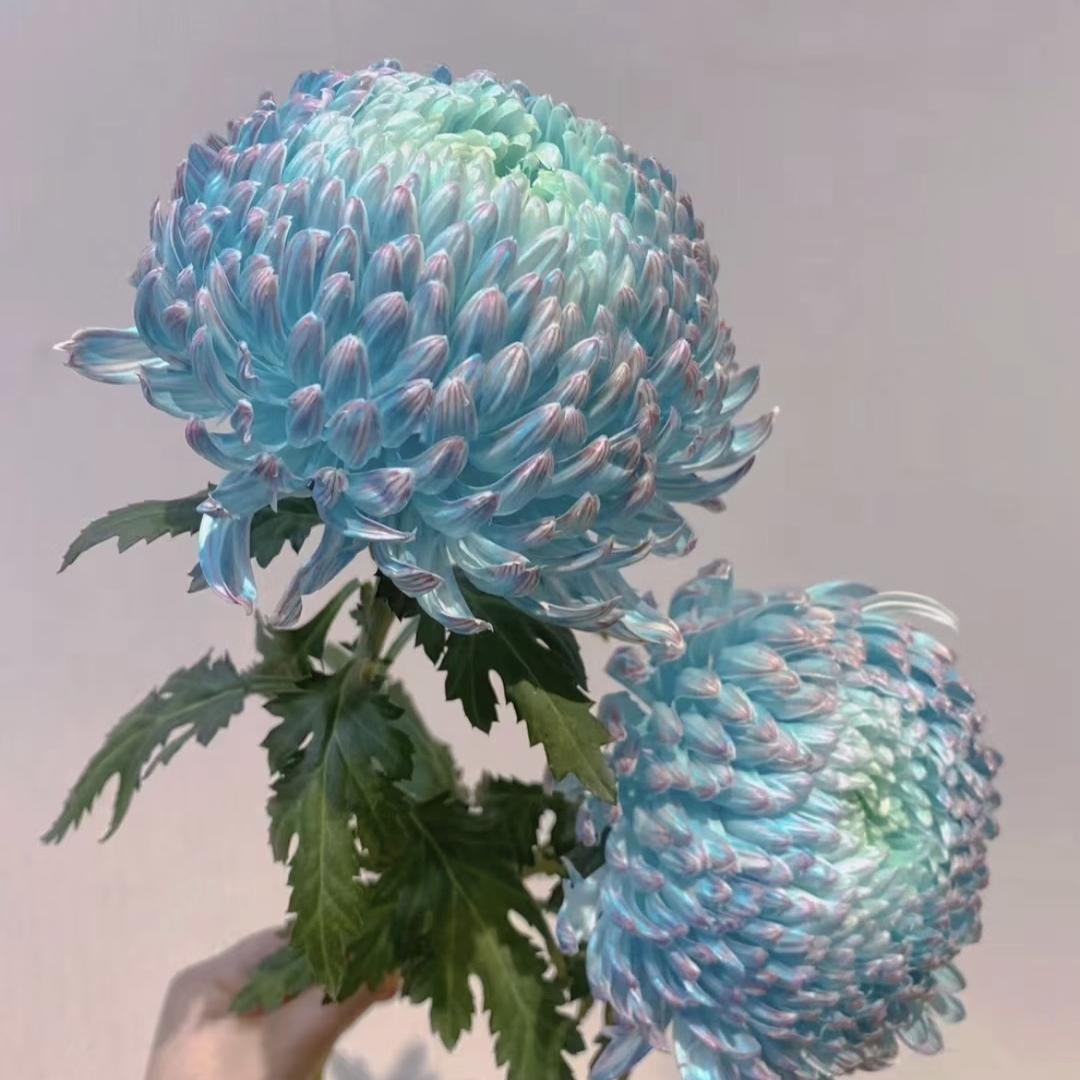 拾忆鲜花～稀有小众花材