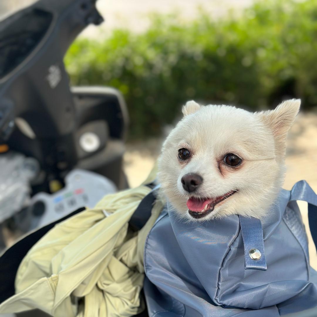 胖狗杀手🐾