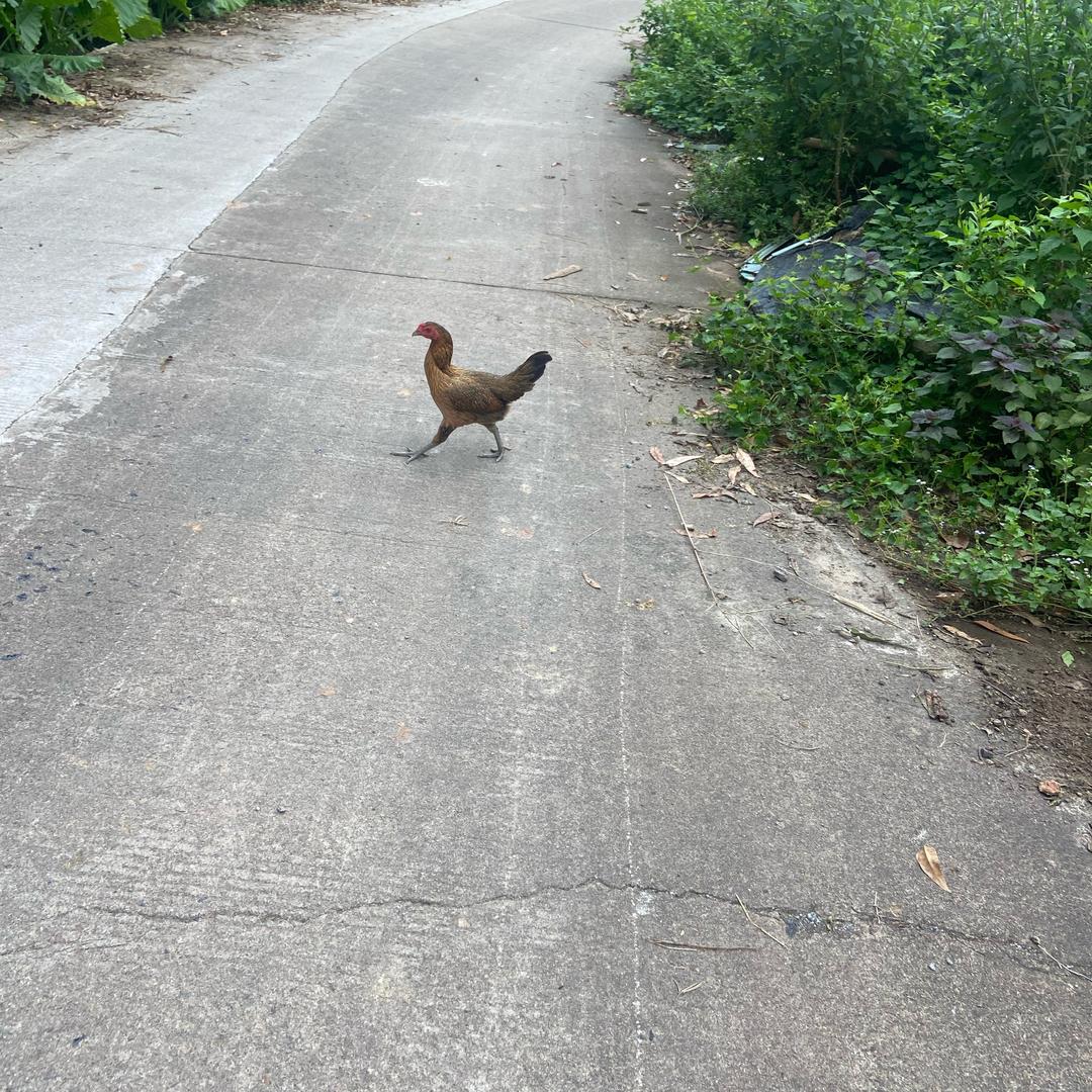 小周家优质农产品