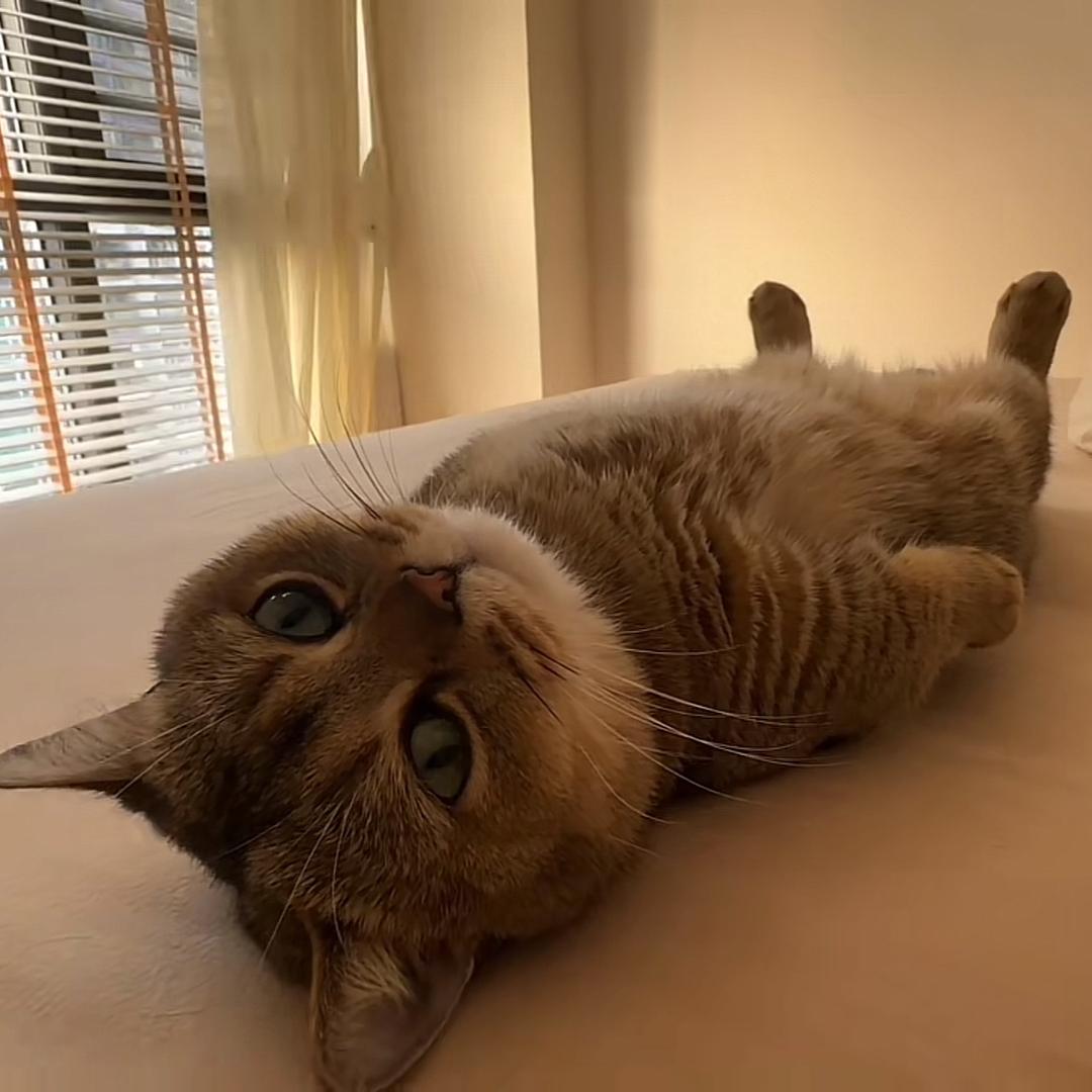 大马猴笑哈哈（科四已过）