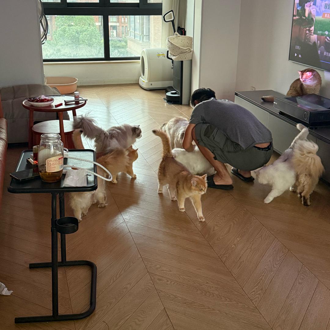 超级铲屎官