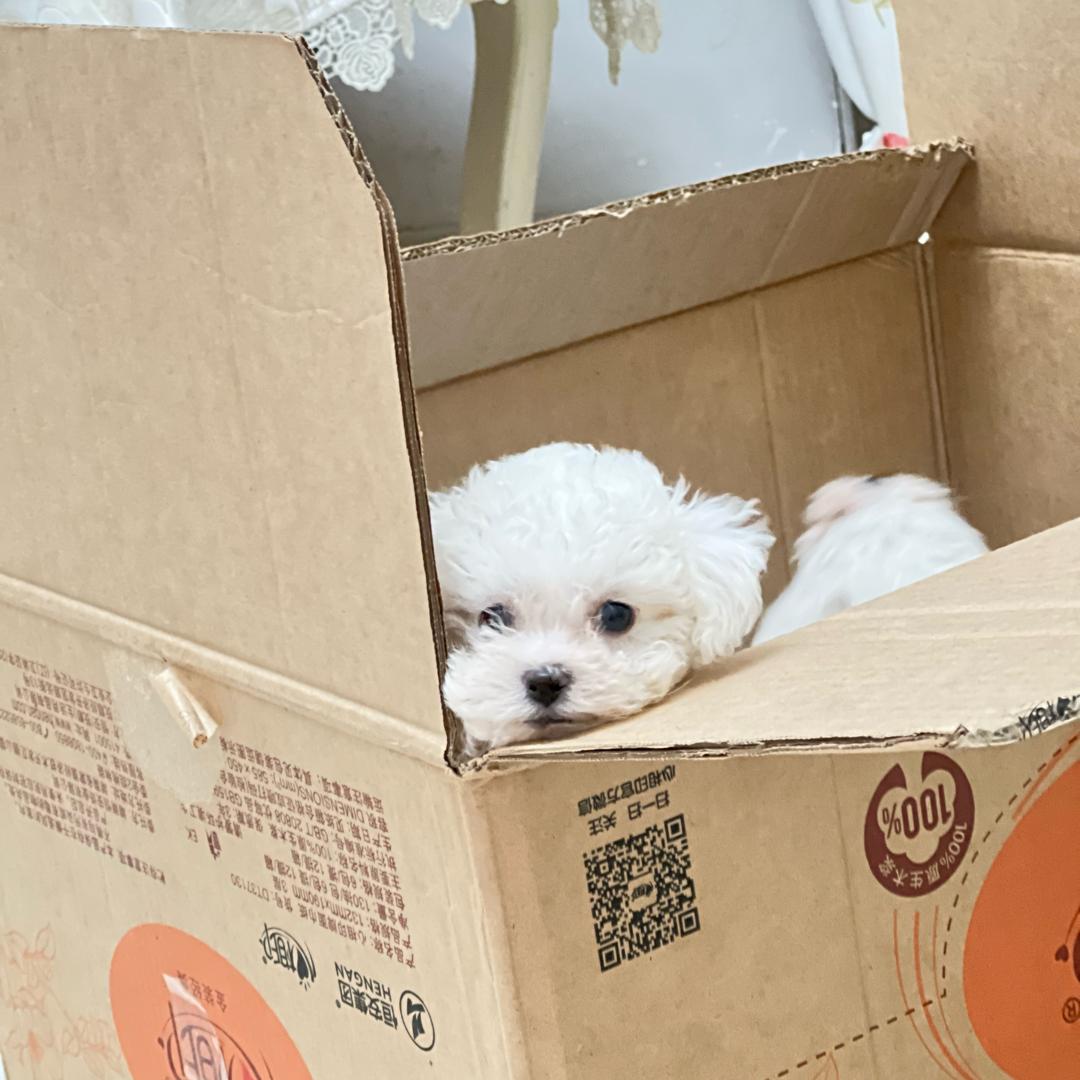 🐶小白一家