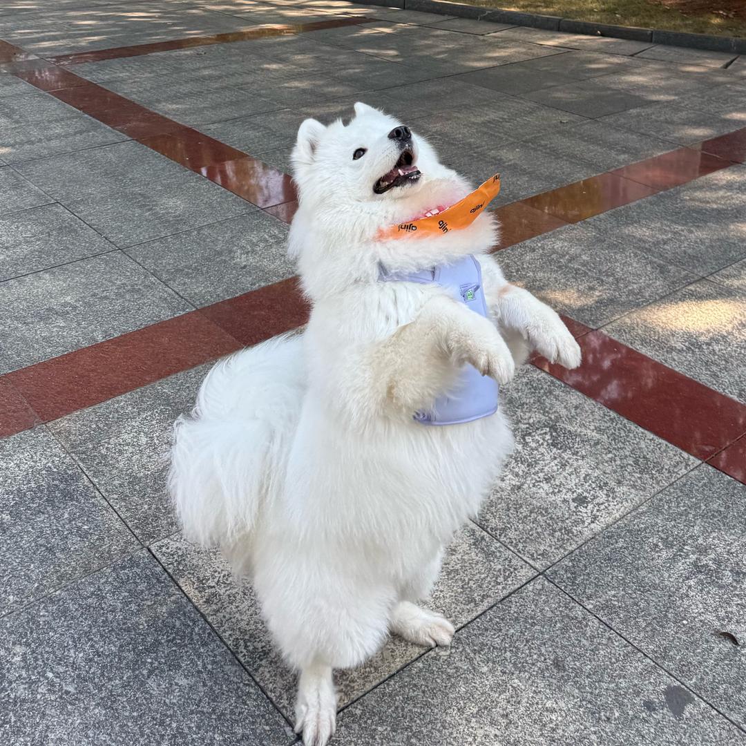 乖宝是只萨摩耶-