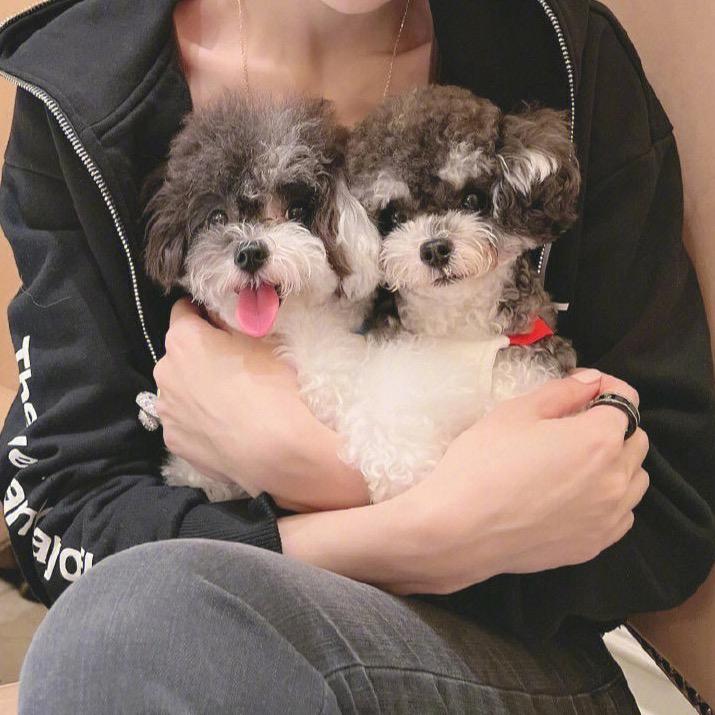 王子 家养泰迪 马尔济斯