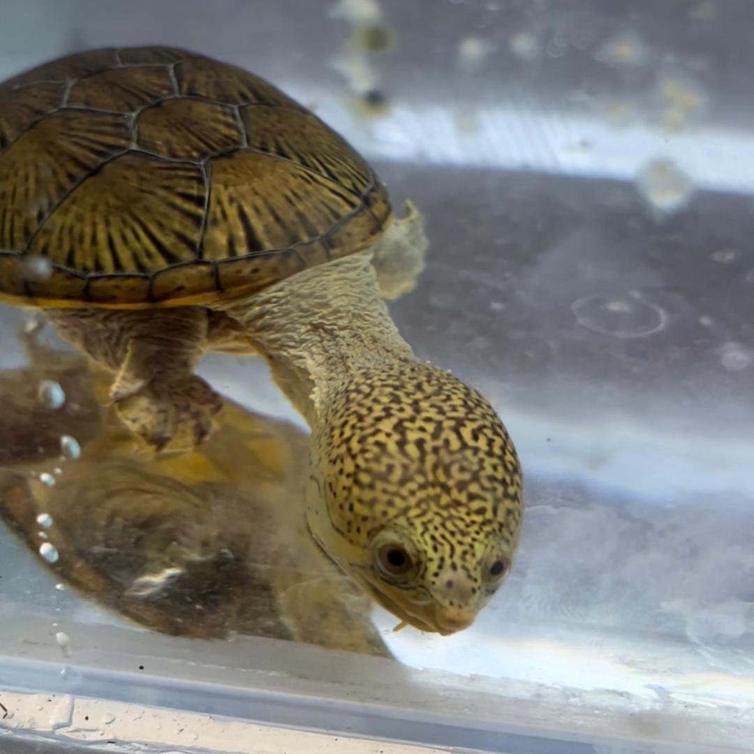 爱养龟的数学老师