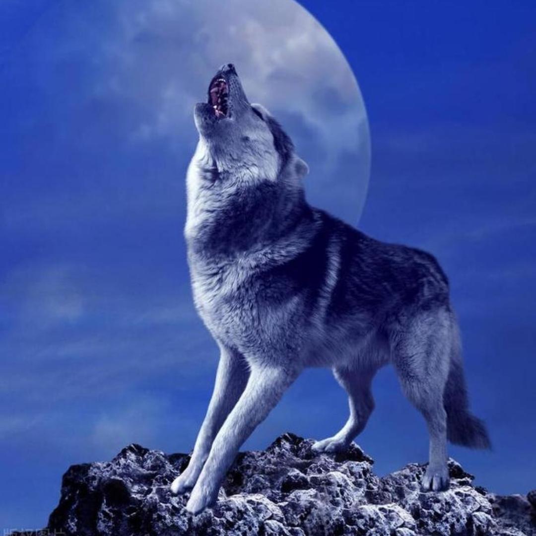 🐎、南叔、🦁