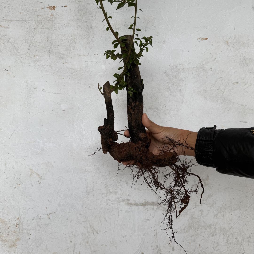 兰兰金弹子盆景