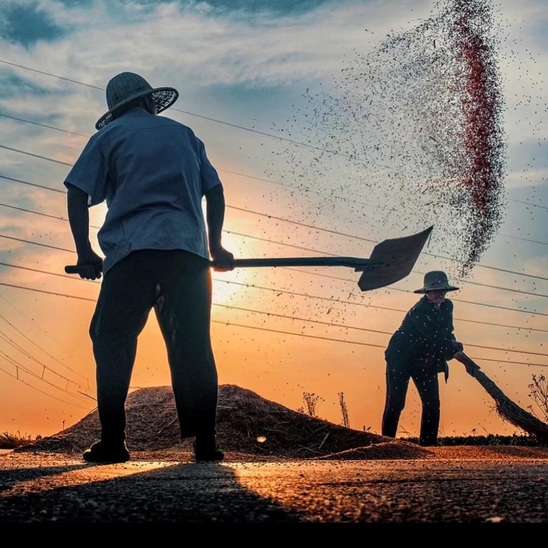 momo老农民爱种地