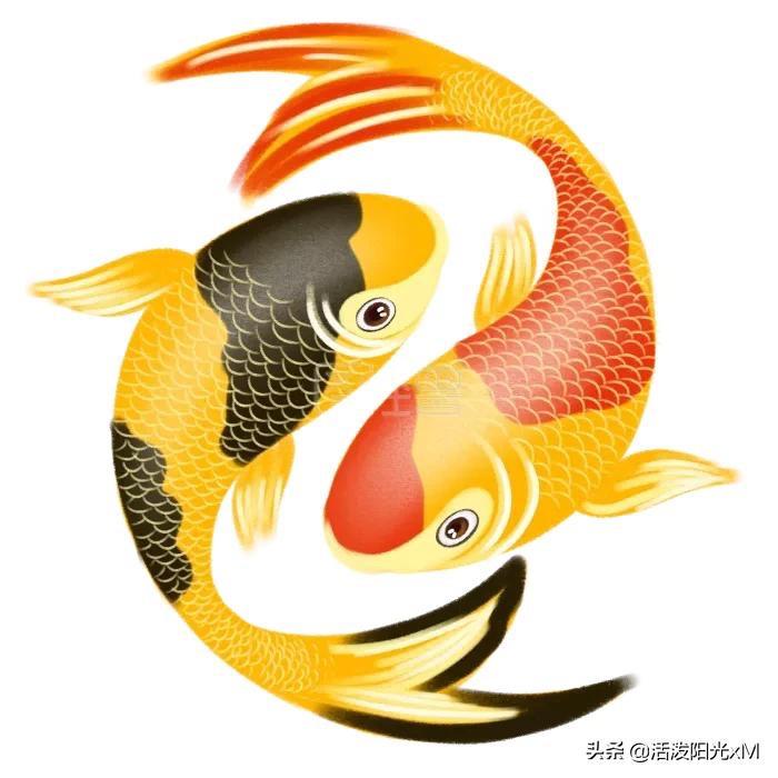 徐州俪水锦鲤养殖场