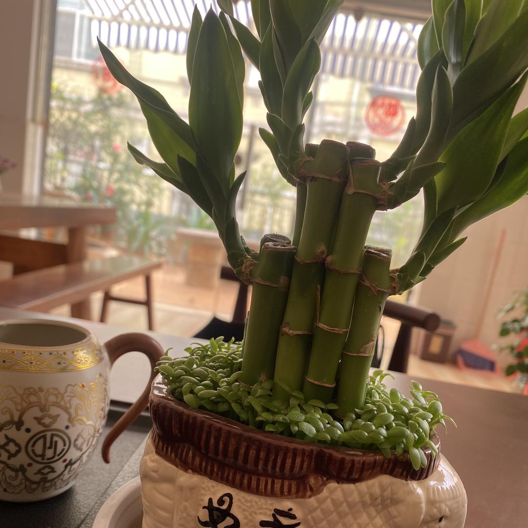 创祺贸易