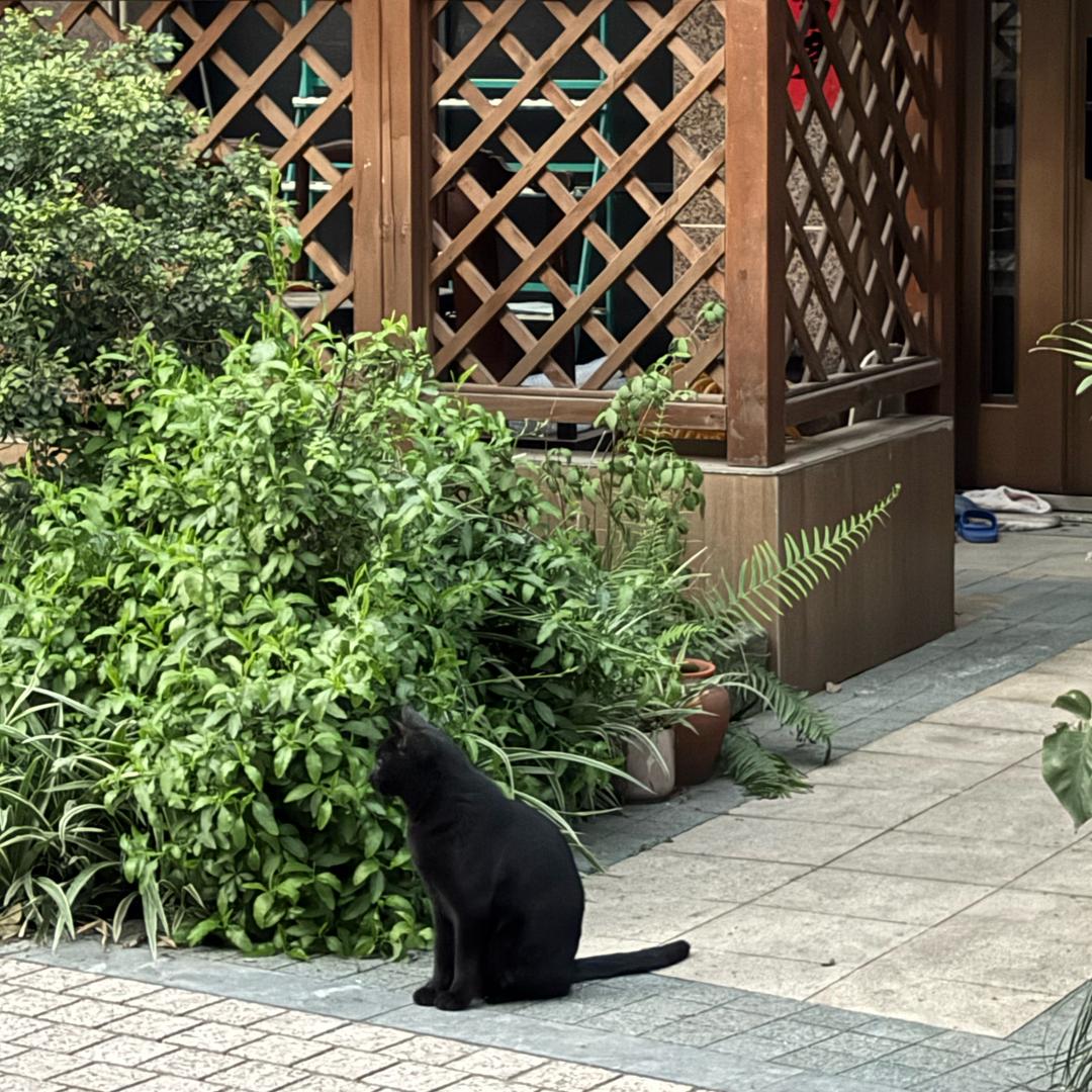 鸭梨桑