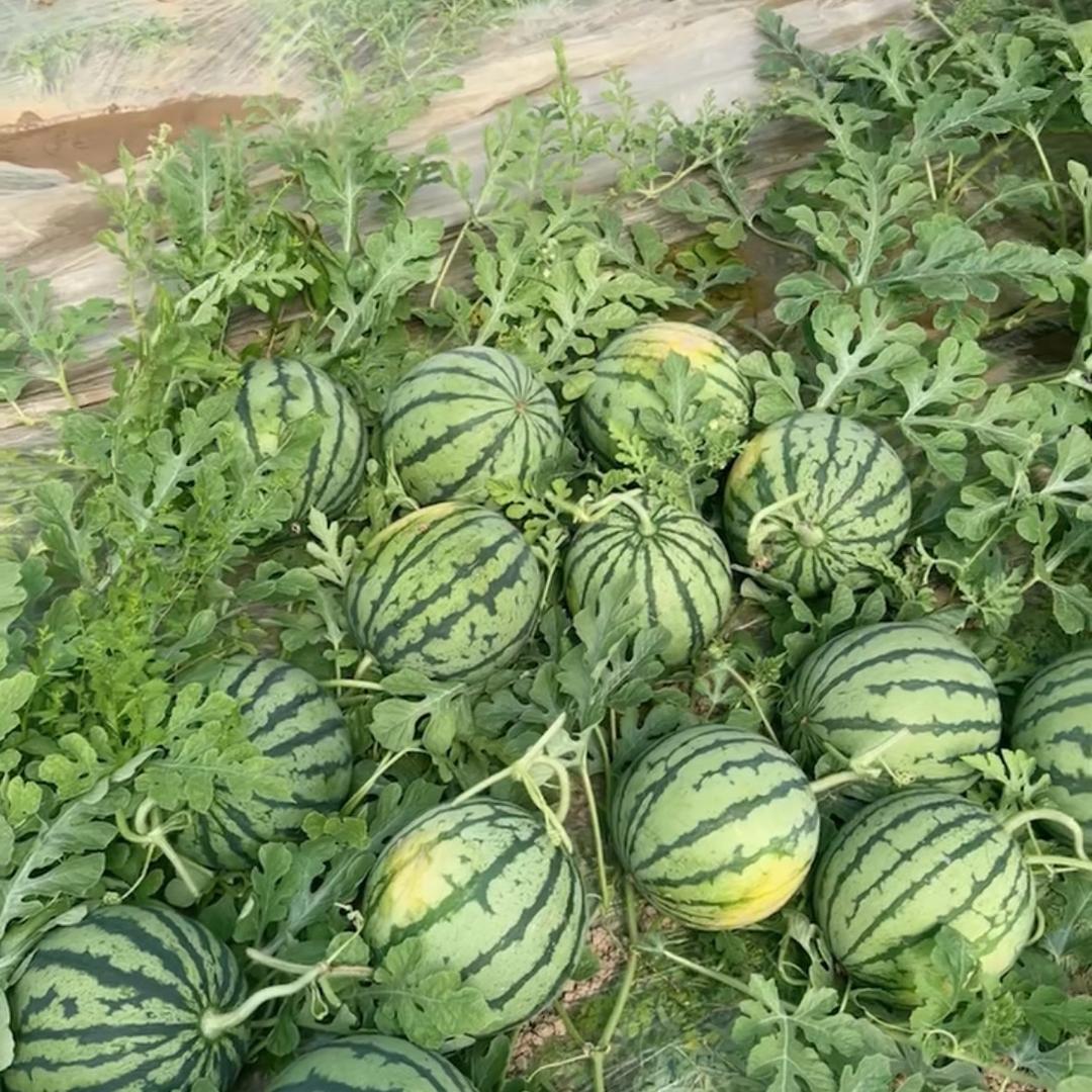 刘公子🍉甄选西瓜
