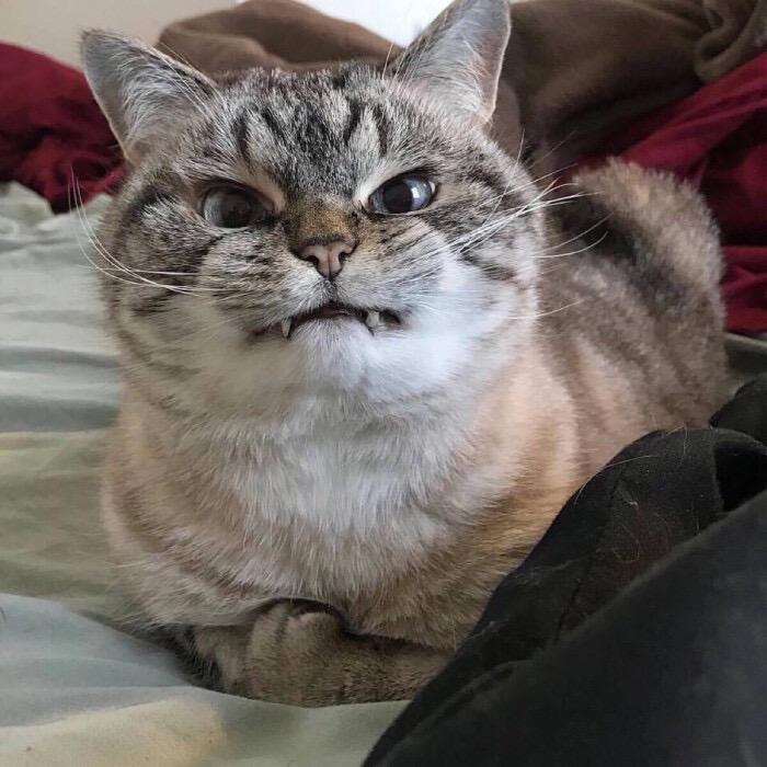 佳多宝