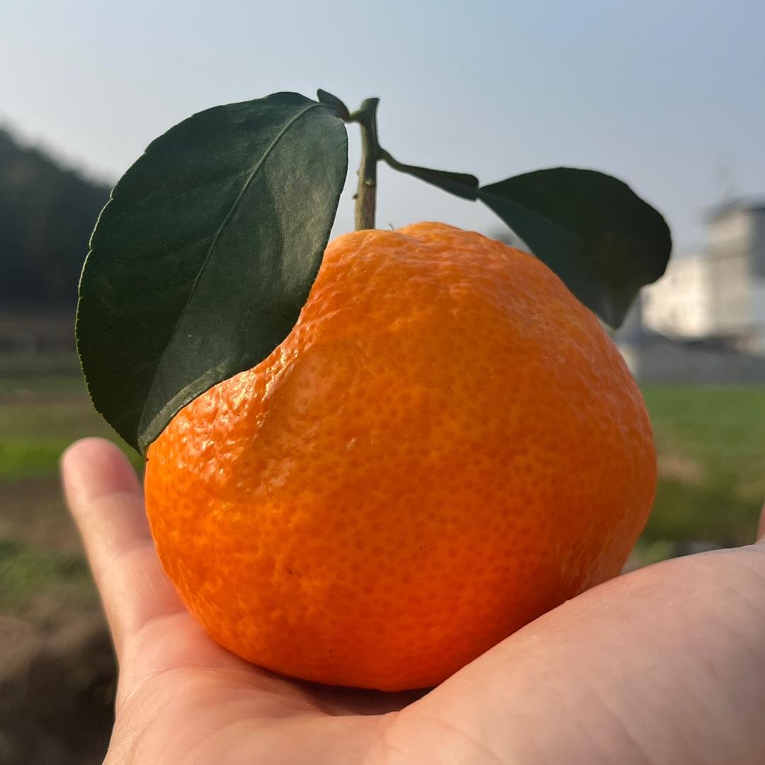 柑橘产地（精言果业🍒）