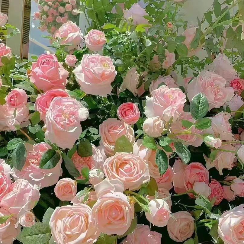 Mei烦恼（晶小朵）