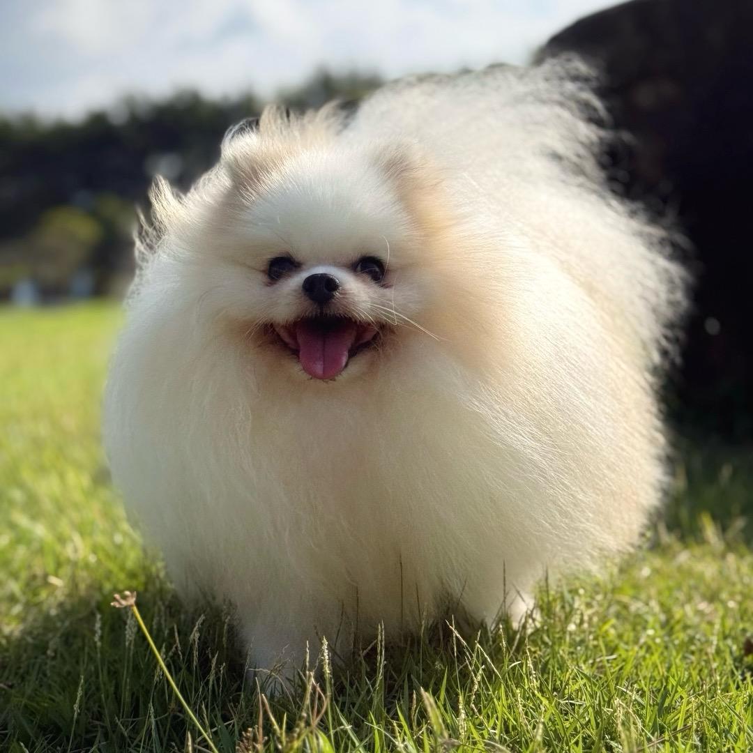 牧眠犬舍直播号