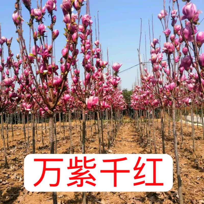 沂蒙花乡苗木