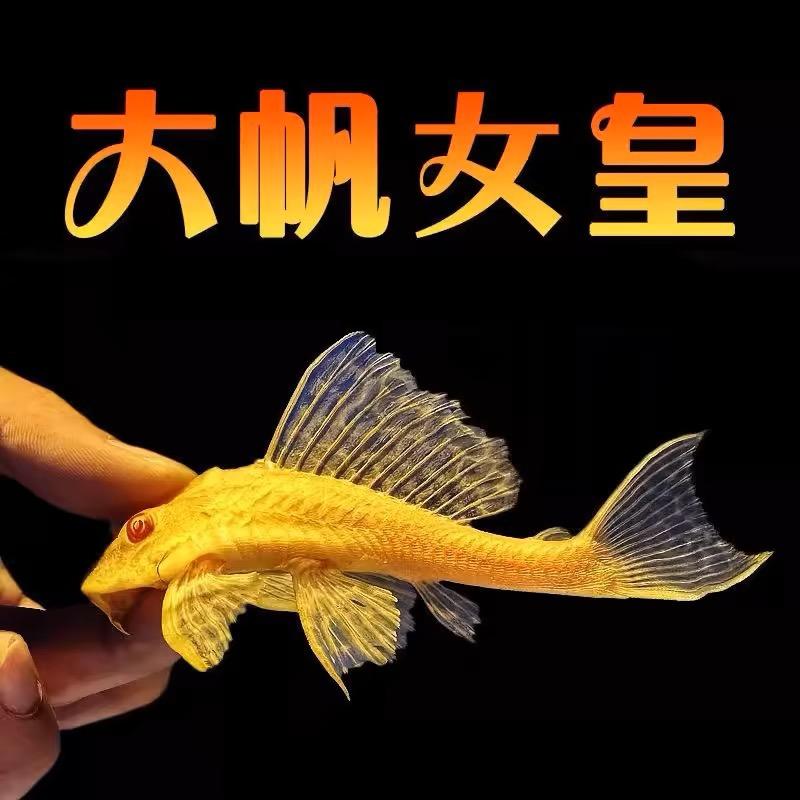 自鱼自乐渔坊