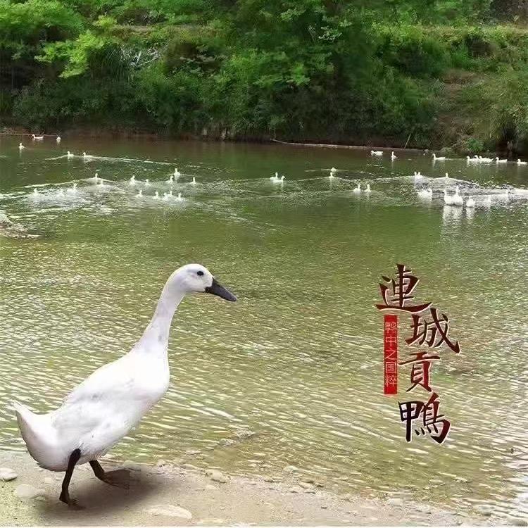 领头狼