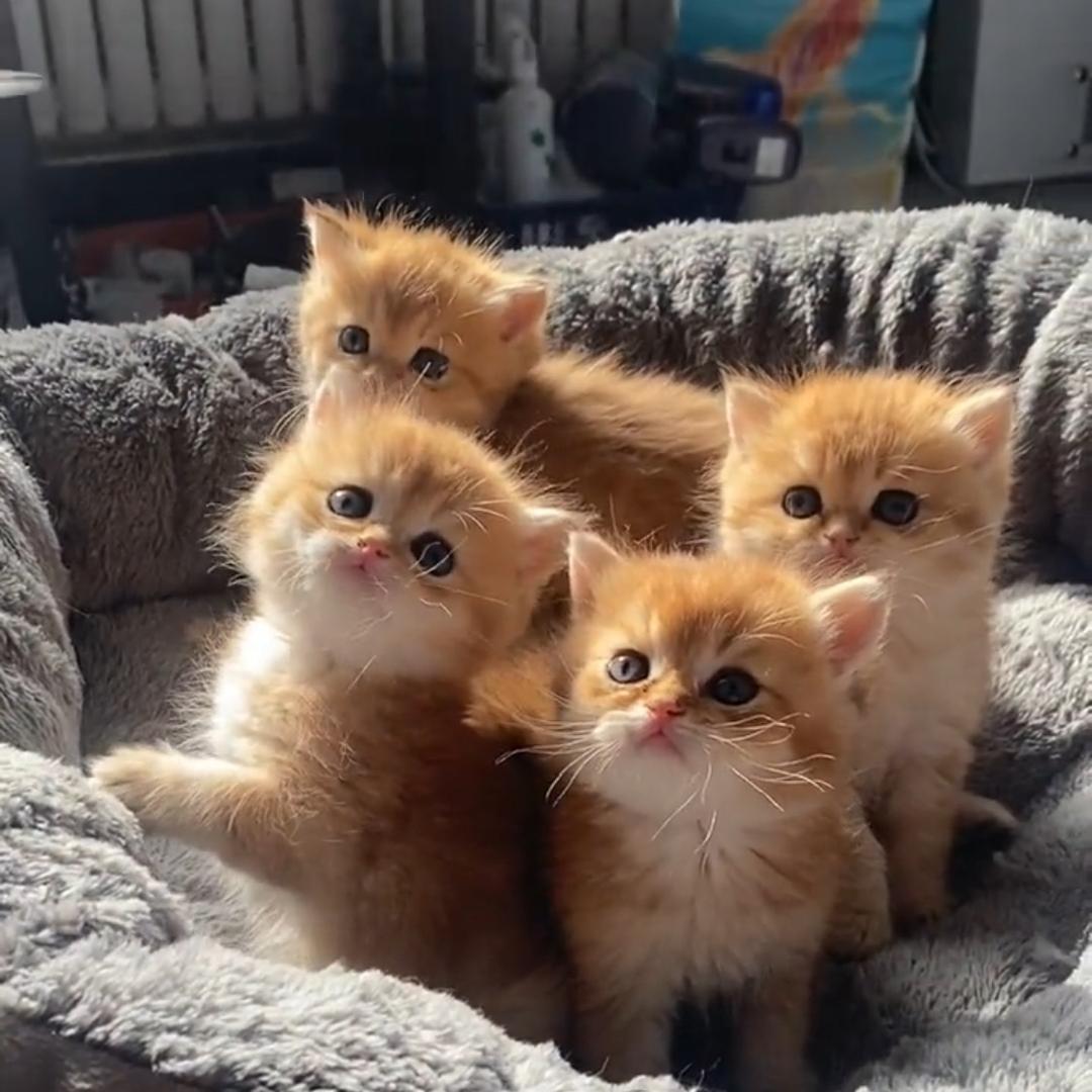 阳阳萌猫（家庭猫舍繁育人）