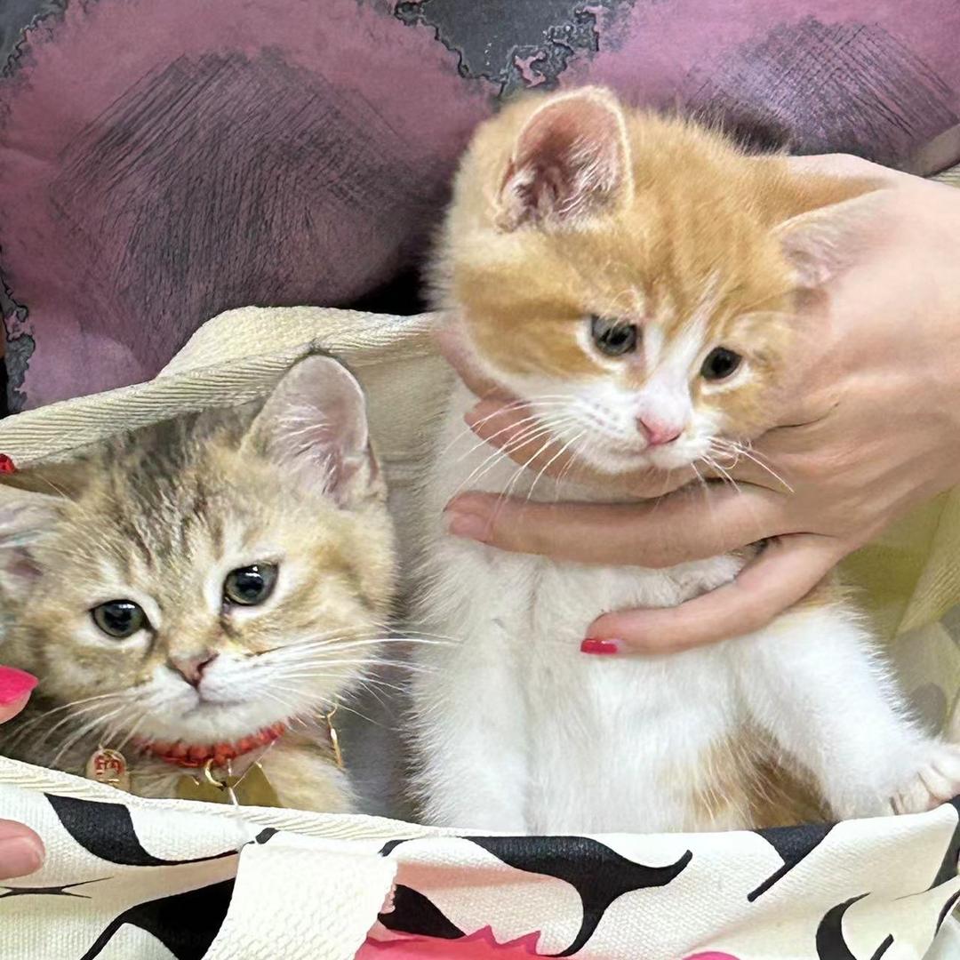米奇猫猫屋