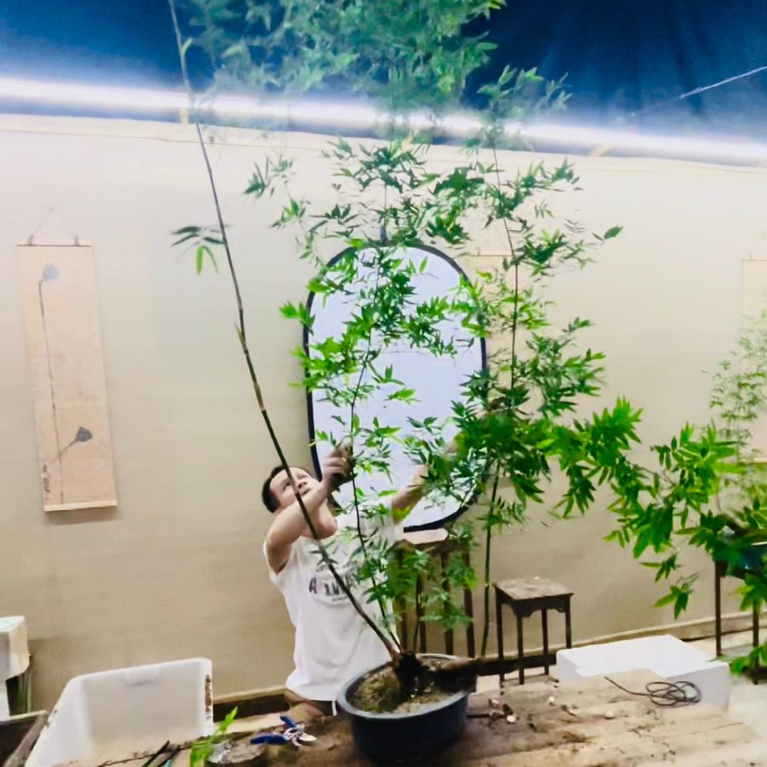 老高簕竹基地