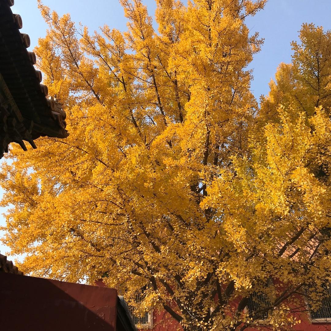 芳草地🌻头像