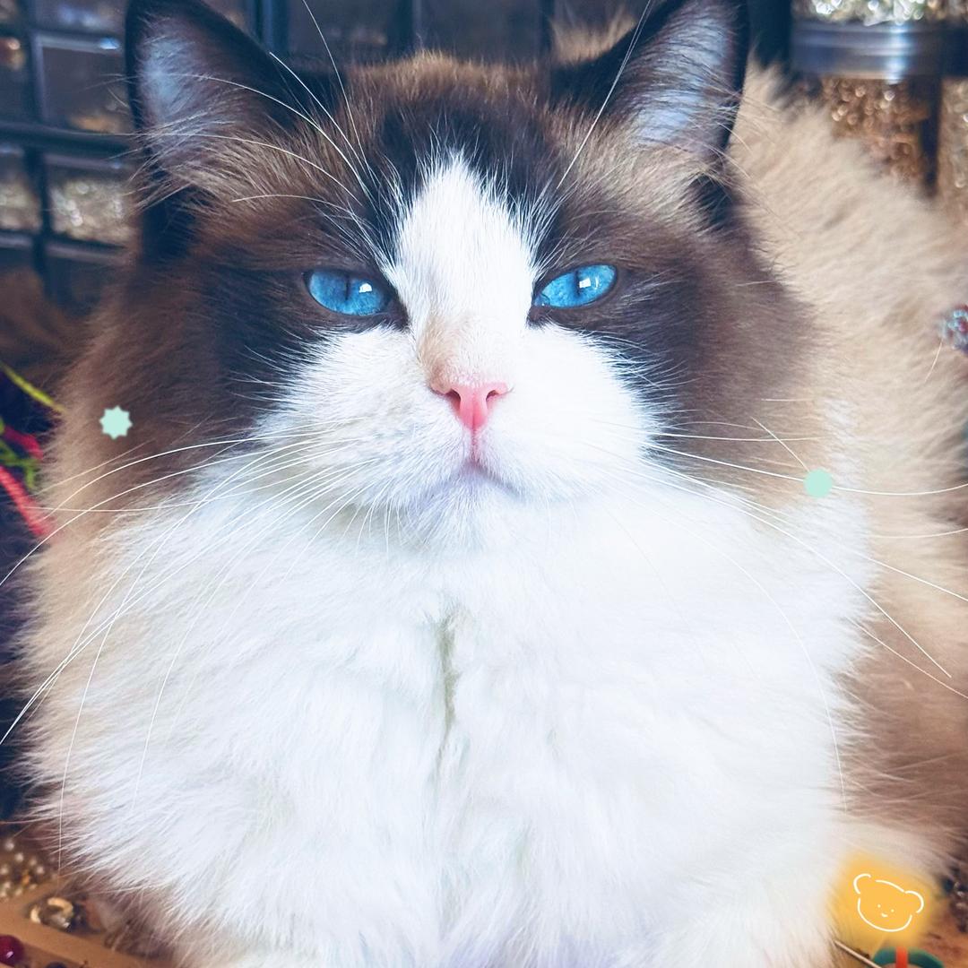 喵十七手做饰品